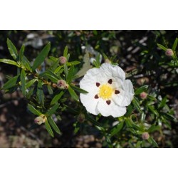 Huile Essentielle Ciste 10 ml