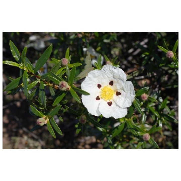 Huile essentielle de Ciste 100% pure et naturelle – Régénérante & apaisante